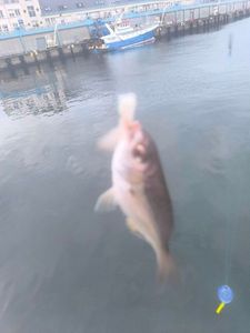 Black Seabream