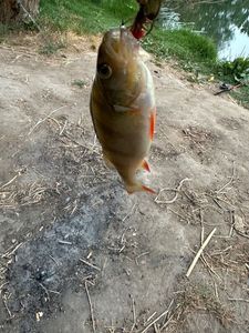 European Perch