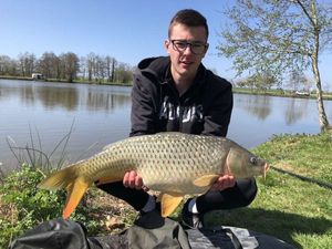 Common Carp