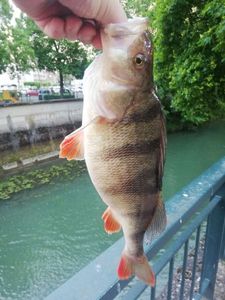 European Perch