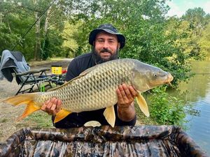 Common Carp