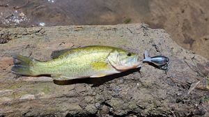 Largemouth Bass