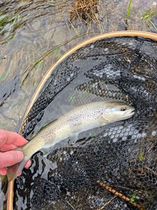 Brown Trout