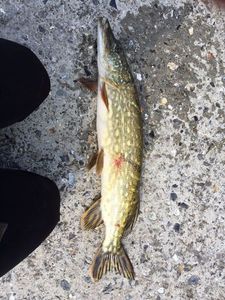 Northern Pike