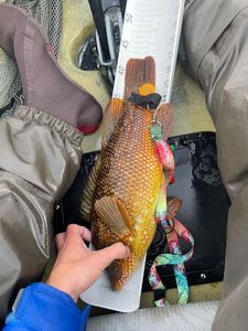 Ballan Wrasse
