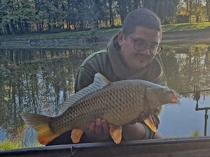 Common Carp