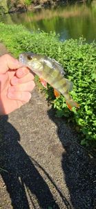 European Perch