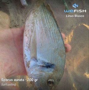 Gilthead Seabream