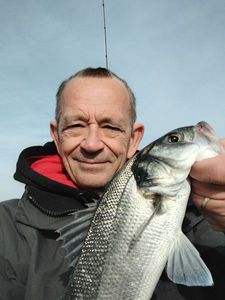 European Bass (Seabass)