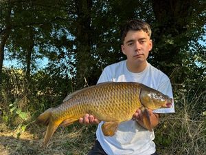 Common Carp