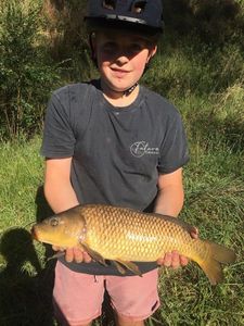 Common Carp