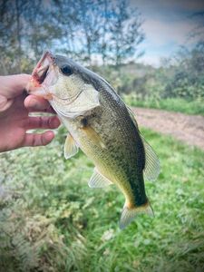 Largemouth Bass