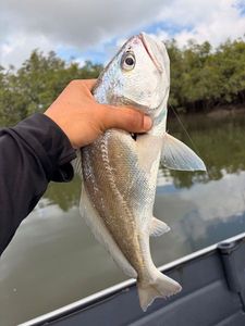 White Seabass