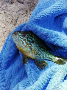 Green Sunfish