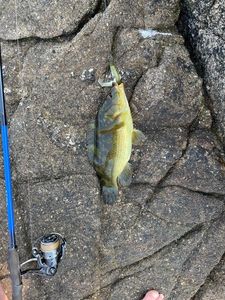 Ballan Wrasse