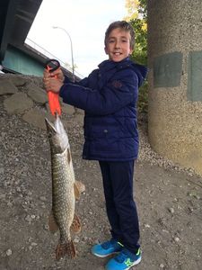 Northern Pike