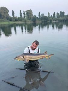 Sturgeon
