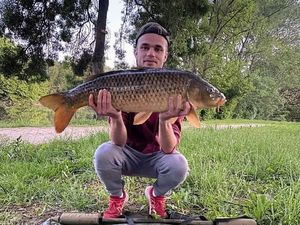 Common Carp