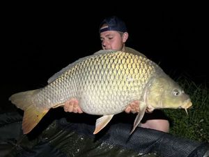 Common Carp