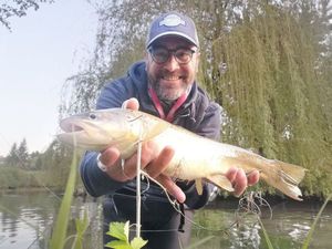 Brown Trout