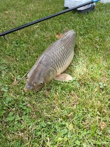 Common Carp