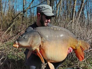 Mirror Carp