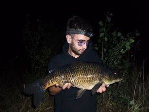 Common Carp