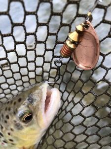 Brown Trout