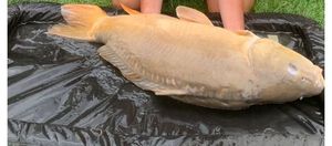 Mirror Carp