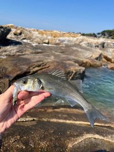 European Bass (Seabass)