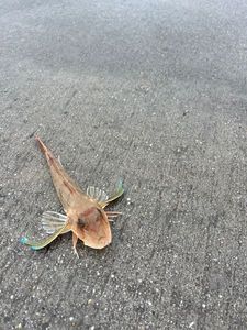 Grey Gurnard