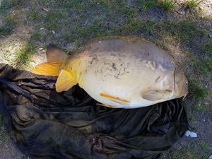 Mirror Carp