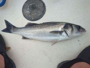 European Bass (Seabass)