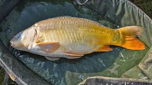 Mirror Carp