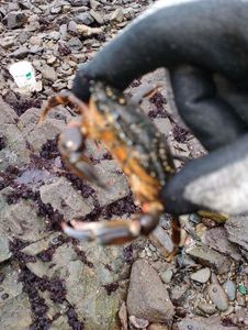 Common Shore Crab (Green Crab)