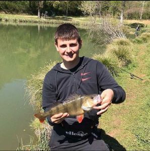 European Perch