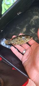 Corkwing Wrasse