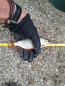 Roach