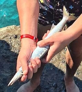 Great Barracuda