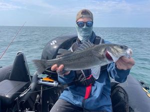 European Bass (Seabass)