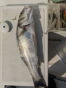 European Bass (Seabass)