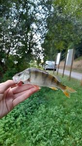 European Perch