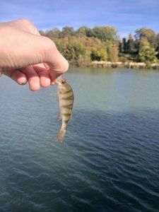 European Perch