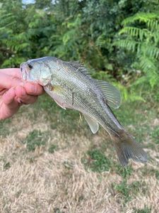 Largemouth Bass