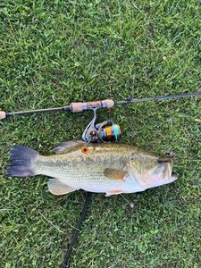 Largemouth Bass