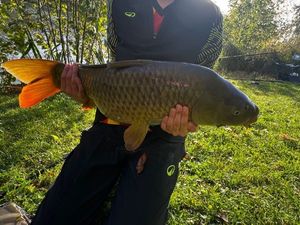 Common Carp