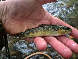 Atlantic Salmon (Juvenile)
