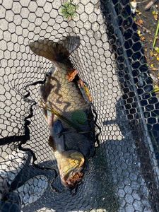 Common Bream