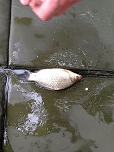 Crucian Carp