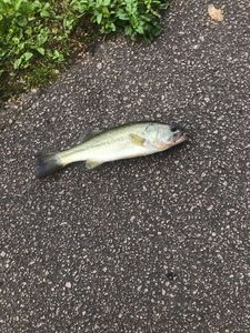 Largemouth Bass